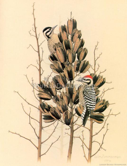 Ladder-backed Woodpecker - 威廉·齐默曼